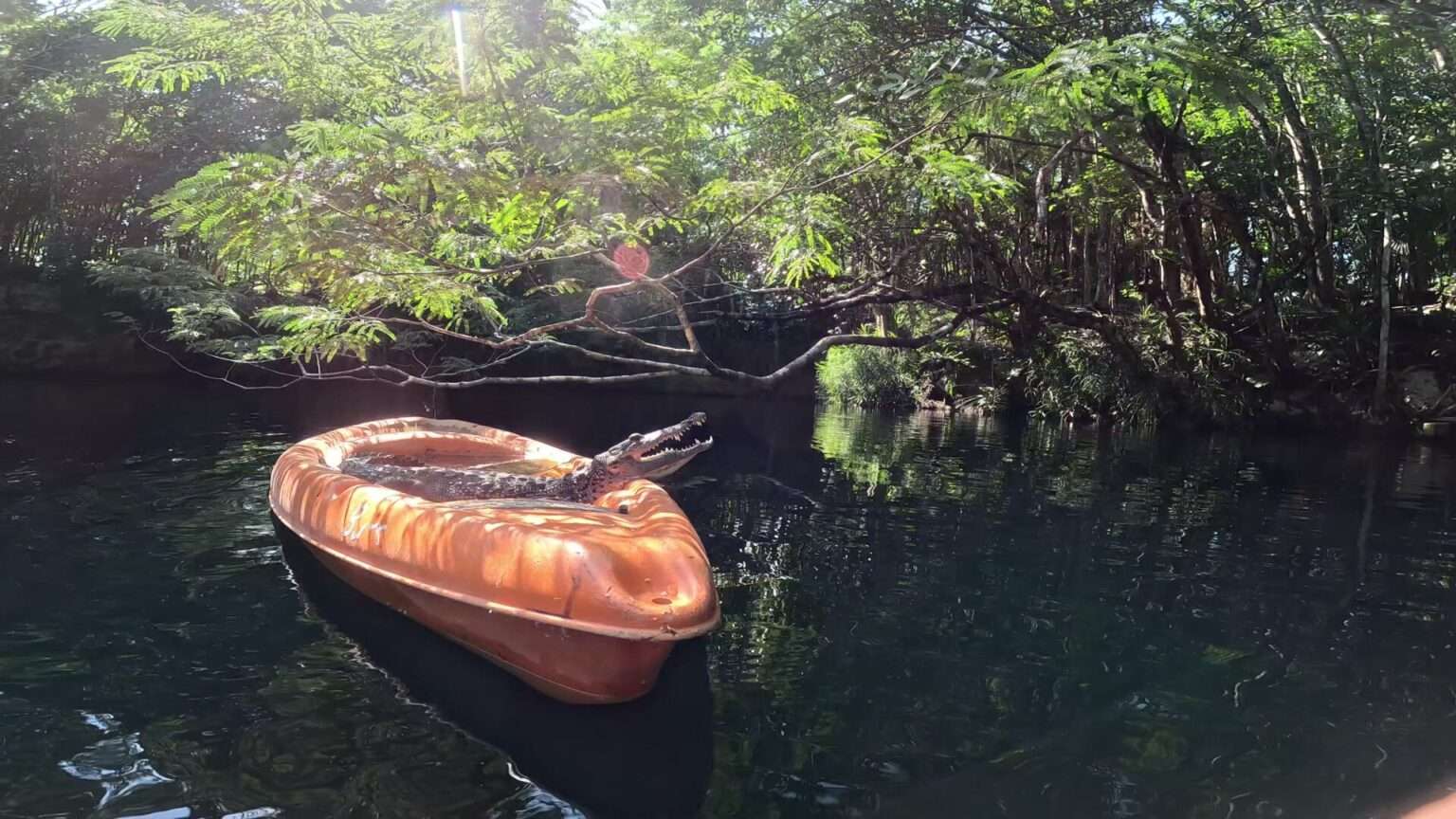 Cenote Angelita Dive Into The Abyss Of A Deep Cenote