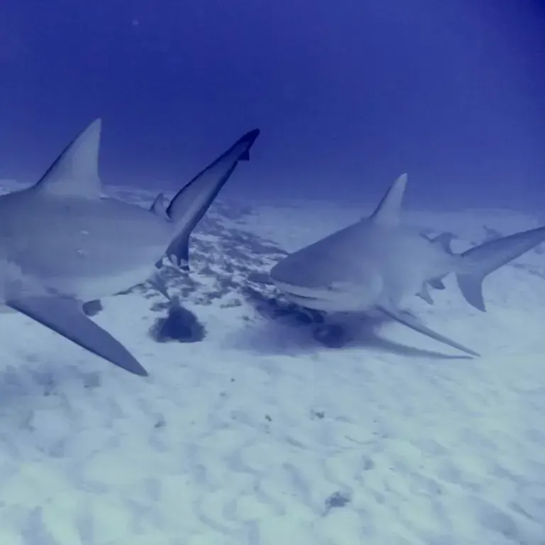 Bullshark Diving in Mexico