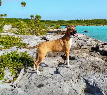 Laska-ha Buceo en cuevas México