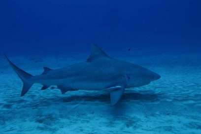 Bull sharks diving - Mexico