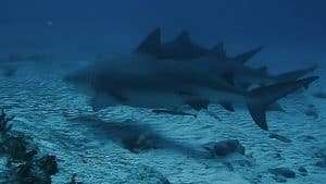 Bull Sharks - Playa del carmen