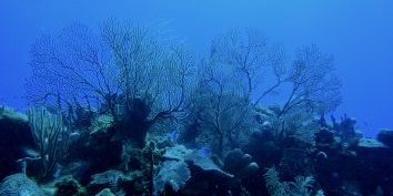Arrecife de coral en el mar Caribe - México
