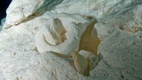 Plongée caverne - Yucatan