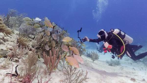 Plongée sur les récifs coraliens - photographie sousmarine