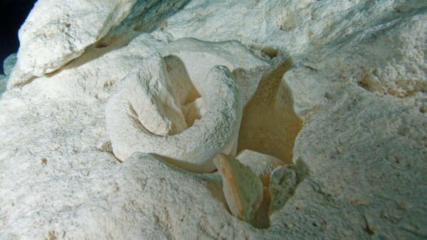 Cave Diving in Yucatan