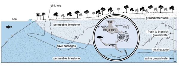 Understanding Ecosystem Importance - Cenote Diving Best Practices 