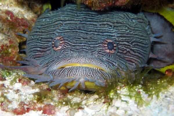 Toad Fish - Cozumel diving - - PLONGéE COZUMEL