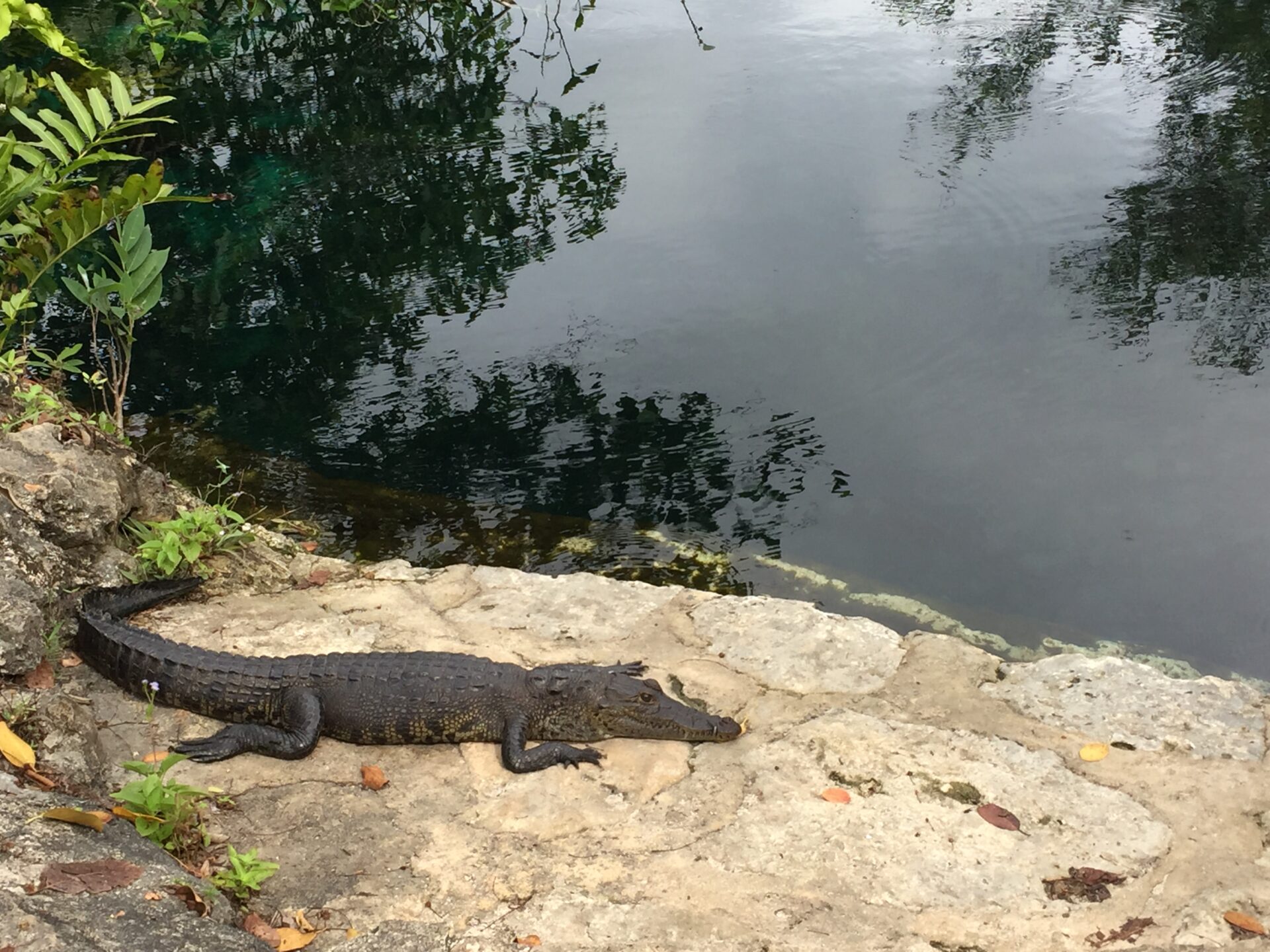 Cenote Carwash - Aktun Ha