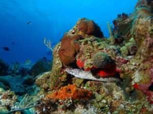 Cozumel Express