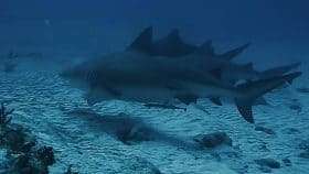 Reef Bull Sharks Dives